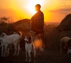 A man Maasai stands with livestock as the sunsets. Tanzania Terrat_Simangiro District_Credit: Sven Torfinn / Panos